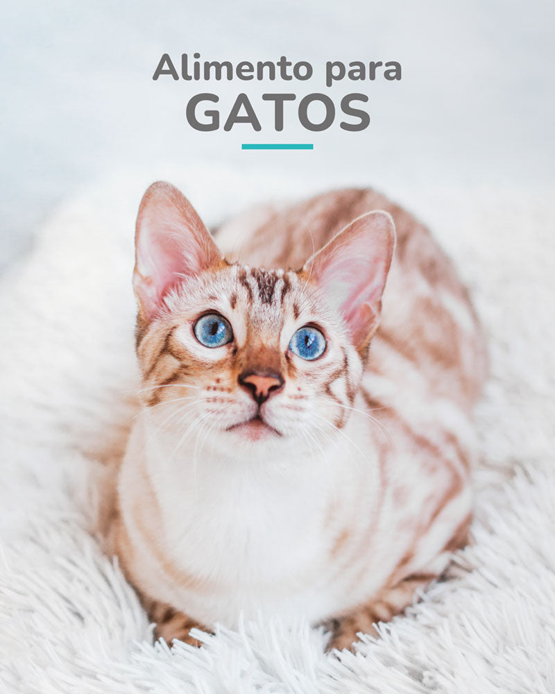 Alimento para gatos