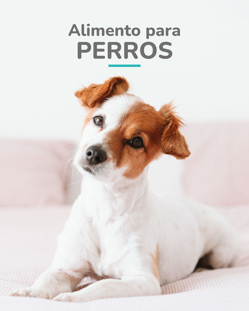 Alimento para perros
